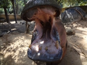 Cosmetic Dentistry in the Chicago area Can Make All the Difference 65737841165f2.jpeg